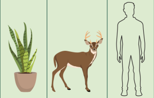 Plant, deer, outline of human