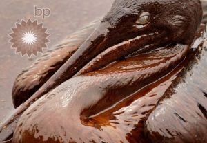 A close up of a bird covered in oil.