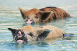 A pig swimming in water.