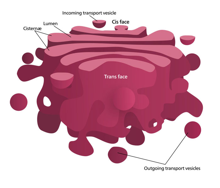 Figure 1.19.a. Diagram of golgi apparatus showing central membrane bound structure and the vesicles surrounded by a single membrane.