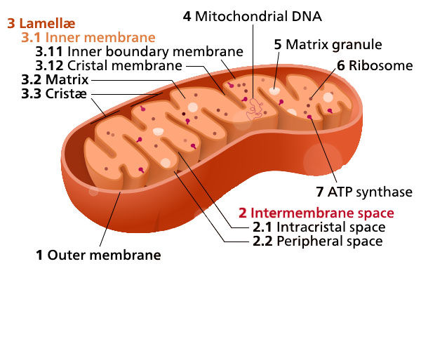 Figure 1.17.a. Diagram and transmission electron micrograph of mitochondria.