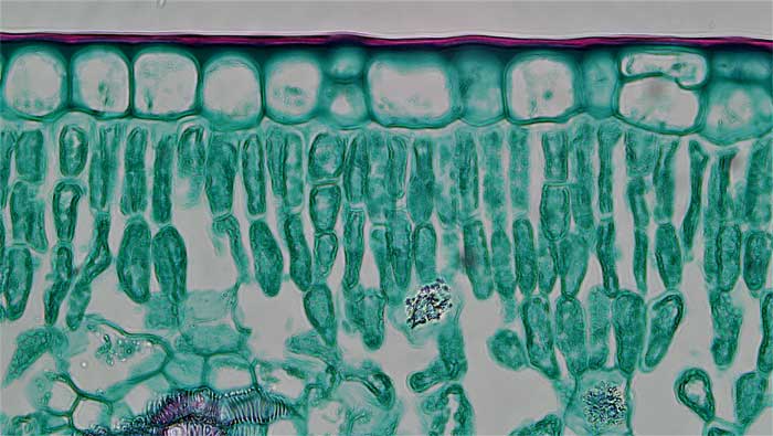 Figure 3.8. A typical leaf of a mesophyte plant