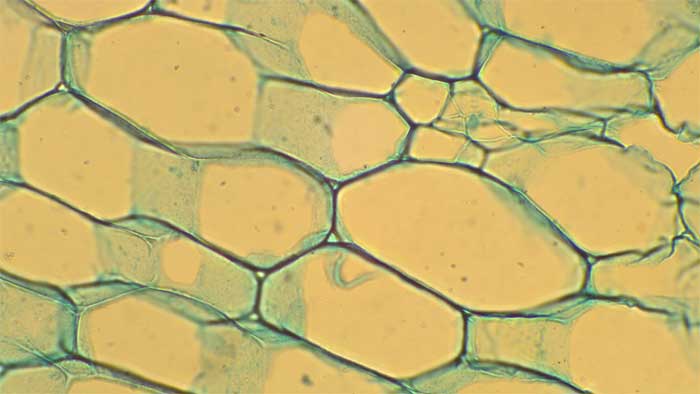 Figure 2.3.a. Parenchyma cells with blue green thin cellulose cell walls.