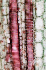 Figure 2.9.a. Xylem vessel cells