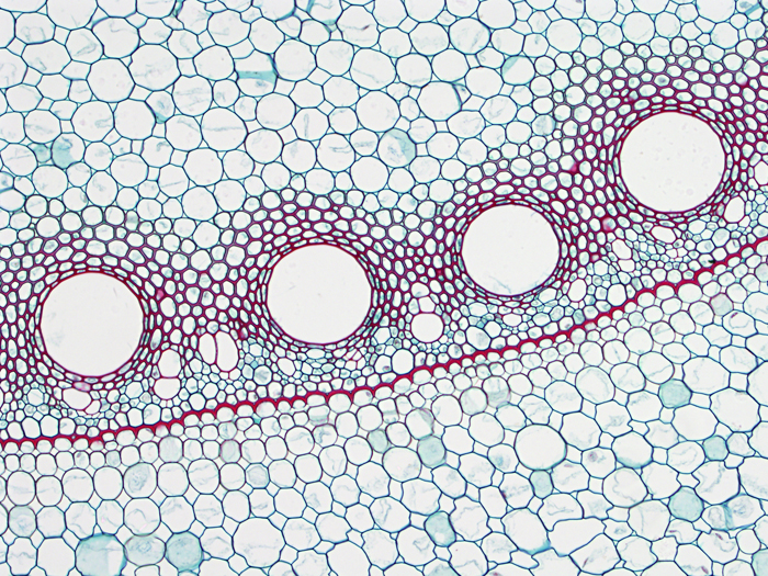 3.20. Zea mays endodermis