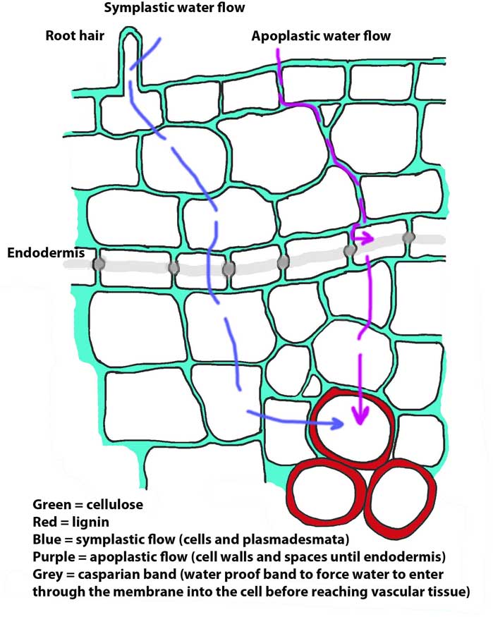 3.20. Water movement through root