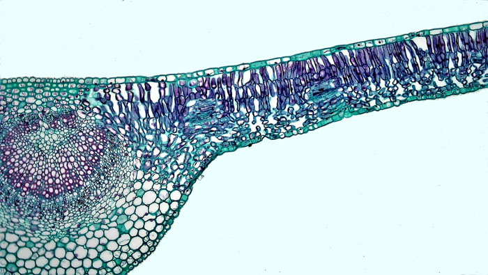 Figure 3.9. Another example of a typical leaf of a mesophyte plant