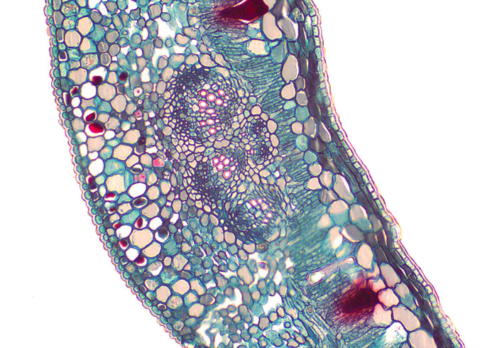 3.10. Xerophyte rhizopora