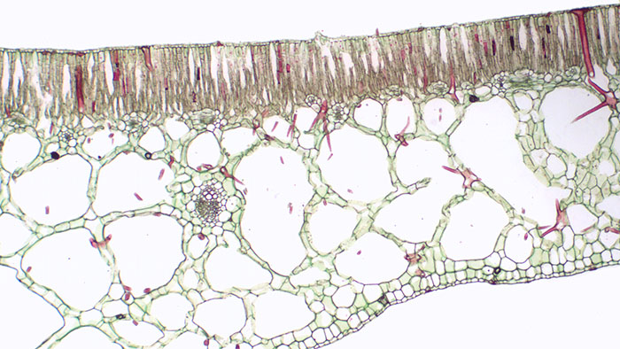 3.13. Hydrophyte nymphaea