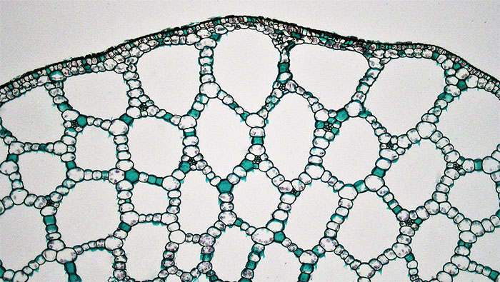 3.14 Aerenchyma in Potamogeton