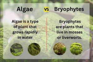 Infographic with two panels: left—‘Algae is a type of plant that grows rapidly in water’ with circular algae images; right—‘Bryophytes are plants that live in mosses or liverworts’ with circular bryophyte images.