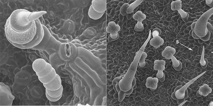 Figure 2.17. Trichomes and stomata