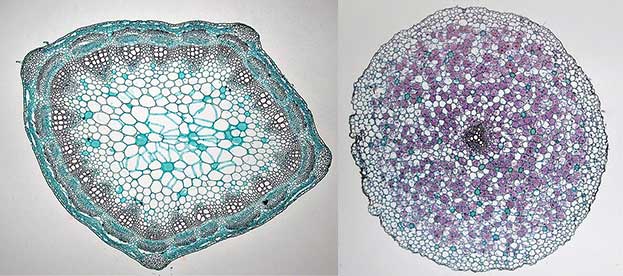 Figure 2.1.c. Herbaceous Dicot Stem: Younger Trifolium (micrograph)