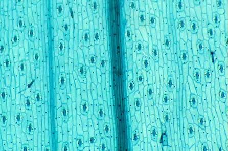 Figure 2.18. Stomata across Tradescantia pallida.