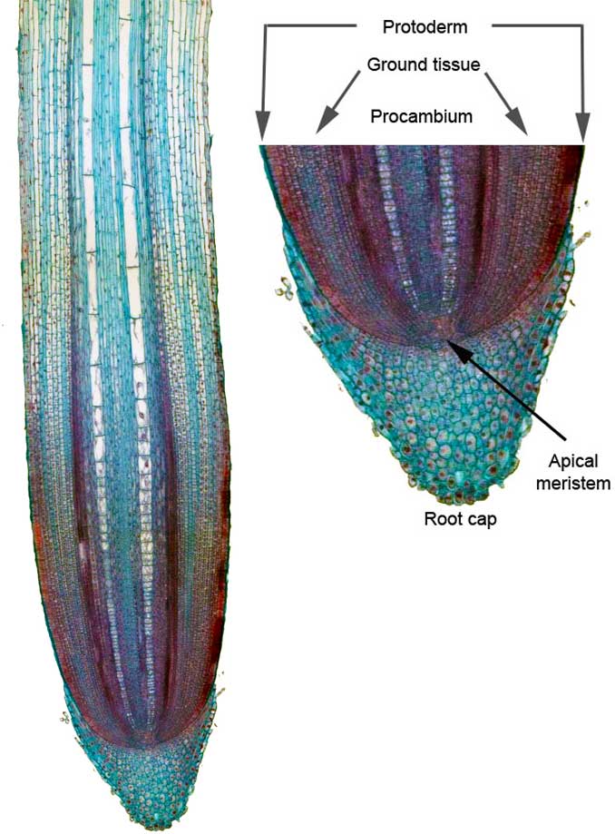 Figure 3.17. Zea mays root tip
